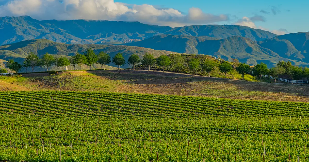 Rolling vineyard hills of Temecula Valley wine country in Southern California