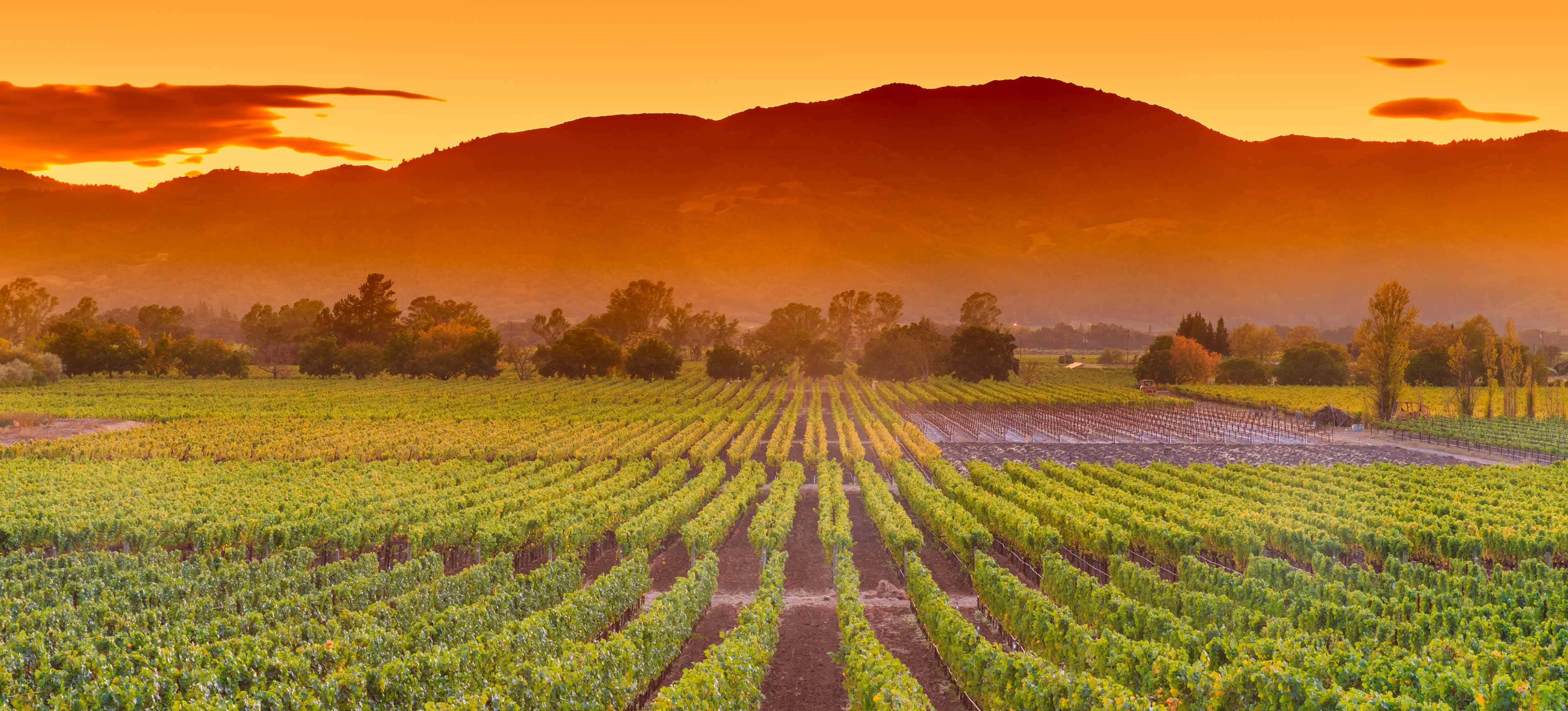 Beautiful California wine country vineyard rows at golden hour