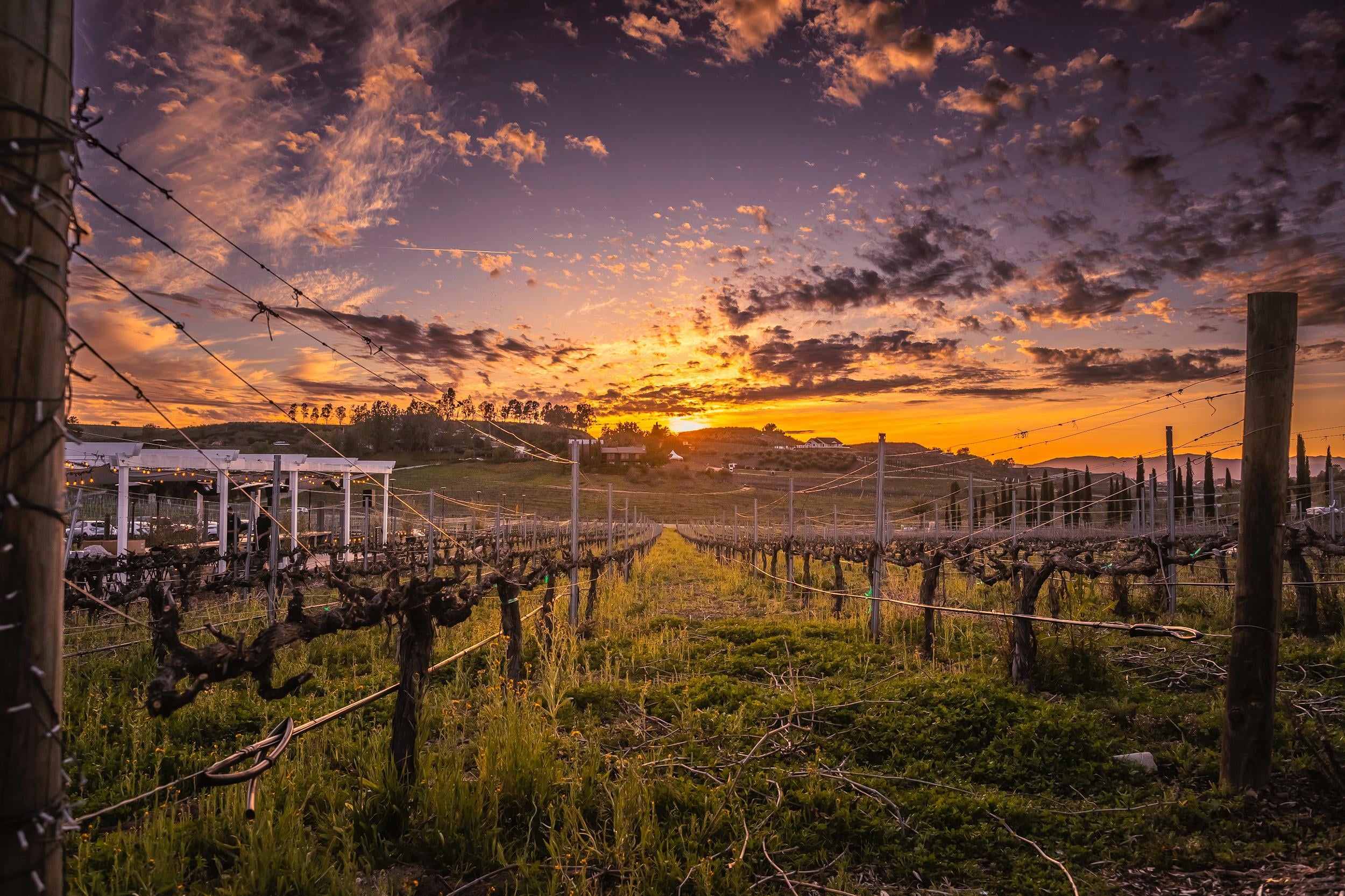 Temecula Valley vineyard at sunset with dramatic sky