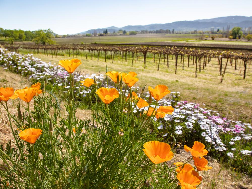 California poppies and wildflowers blooming alongside vineyard rows in spring