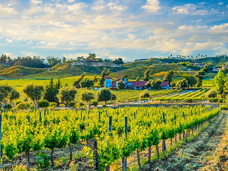 Lush green Temecula Valley vineyards on a sunny day