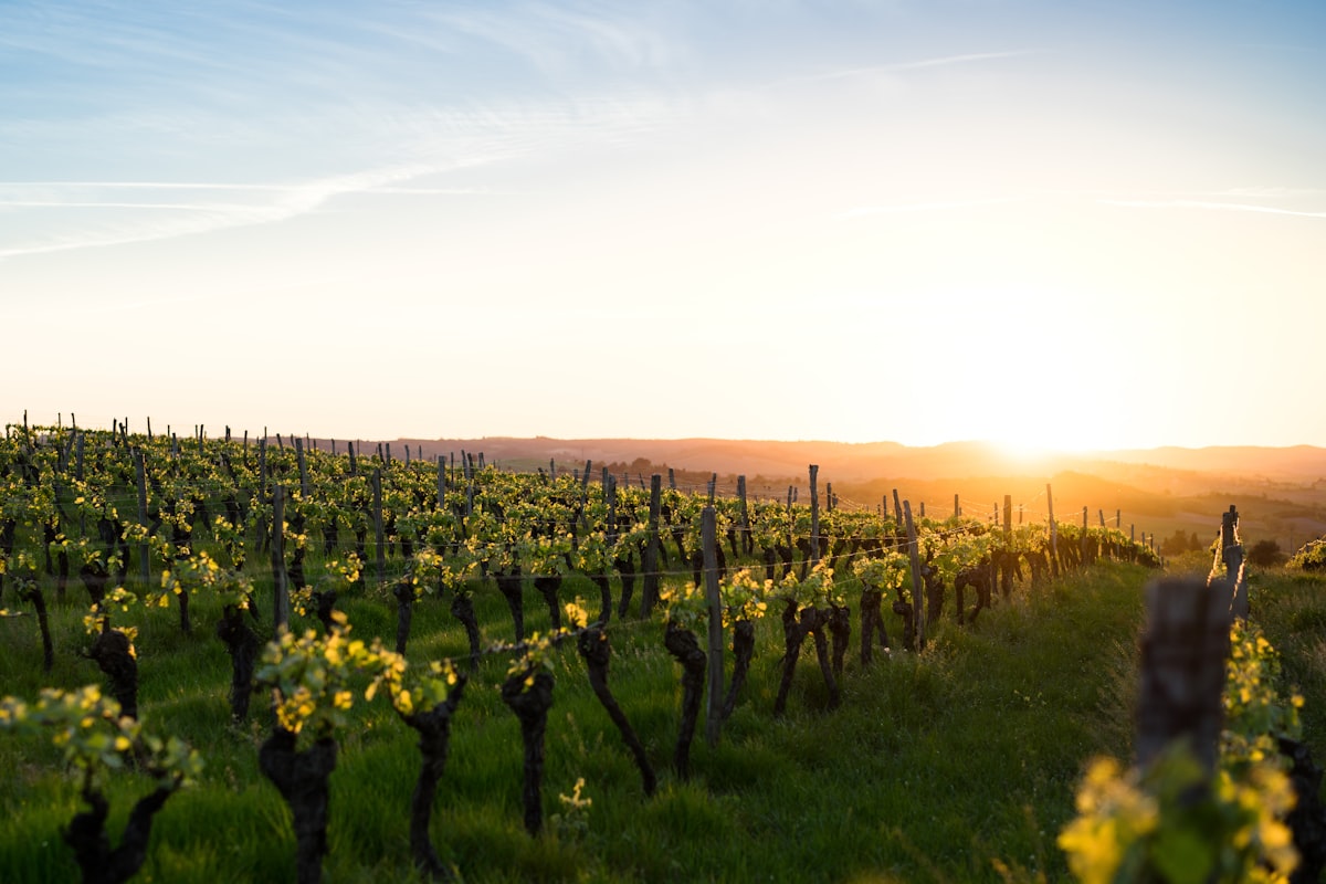 Vineyard rows glowing at golden sunset, the perfect backdrop for a wine tasting adventure