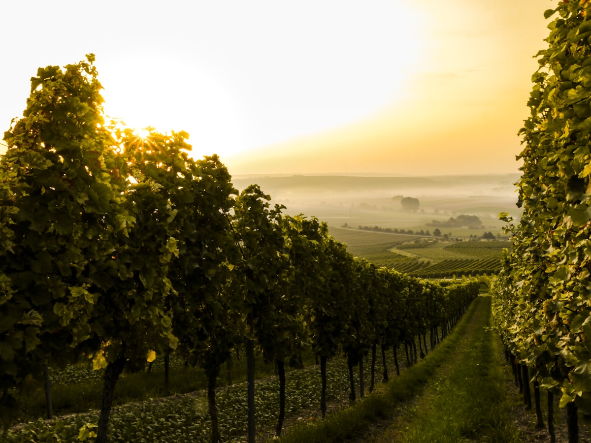 Rolling green vineyard hills in Temecula Valley wine country